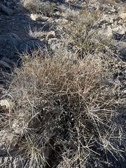 Ephedra nevadensis