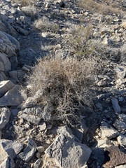 Ephedra nevadensis