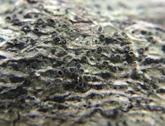 Glyphis scyphulifera