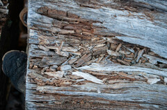 Gloeophyllum odoratum