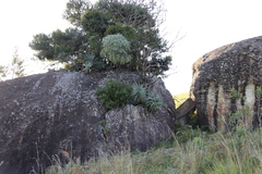 Cussonia