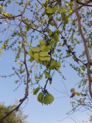 Holoptelea integrifolia