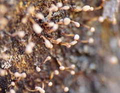 Nectria pseudotrichia