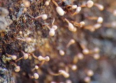 Nectria pseudotrichia