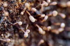 Nectria pseudotrichia