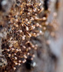 Nectria pseudotrichia