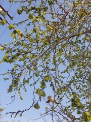 Holoptelea integrifolia