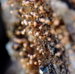 Nectria pseudotrichia