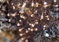 Nectria pseudotrichia