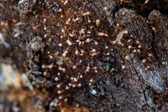 Nectria pseudotrichia