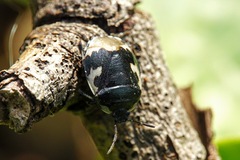 Tritomegas bicolor