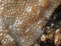 Schizoporella unicornis