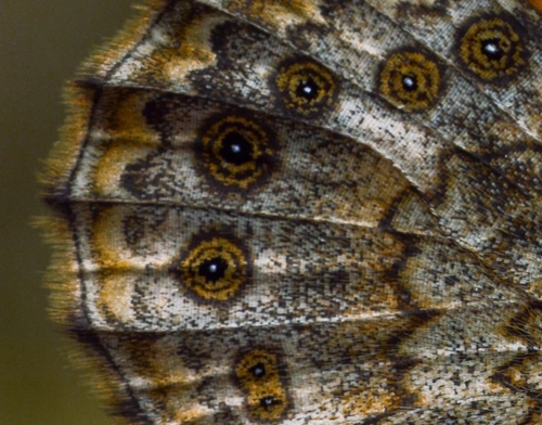 Megera