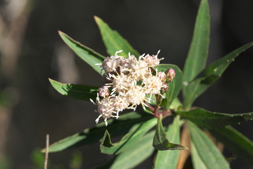 iNaturalist observation photo of mule fat