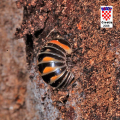 Glomeris pulchra