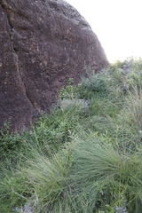 Halleria lucida