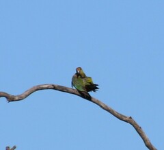 Purpureicephalus spurius