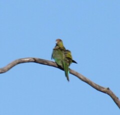 Purpureicephalus spurius