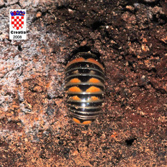 Glomeris pulchra