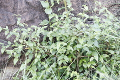 Halleria lucida