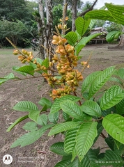 Cupania