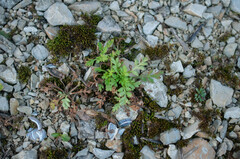 Peronospora arborescens