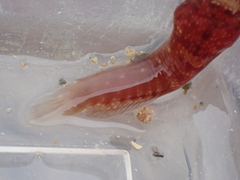 Lepadogaster candolii
