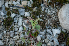 Peronospora arborescens