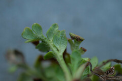 Peronospora arborescens