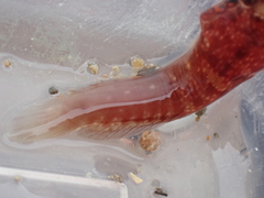 Lepadogaster candolii