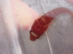 Lepadogaster candolii