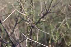 Paragomphus genei