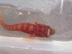 Lepadogaster candolii