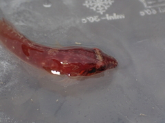 Lepadogaster candolii
