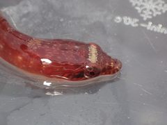 Lepadogaster candolii