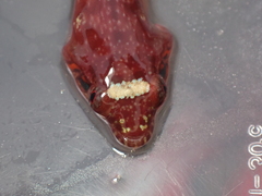 Lepadogaster candolii