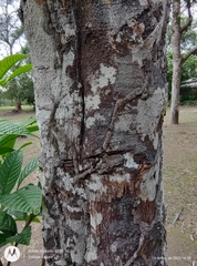 Cupania