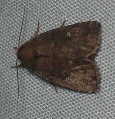 Pseudorthodes vecors