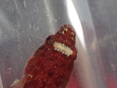 Lepadogaster candolii