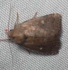 Pseudorthodes vecors