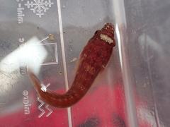 Lepadogaster candolii
