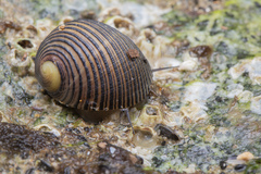 Nerita balteata
