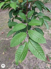 Cupania