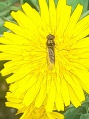 Episyrphus balteatus