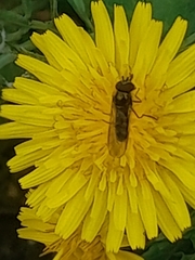 Episyrphus balteatus