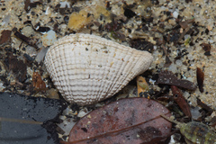 Anomalodiscus squamosus