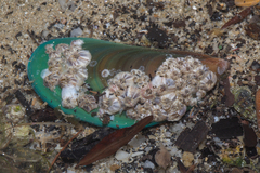 Amphibalanus reticulatus