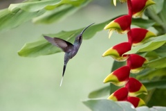Phaethornis guy