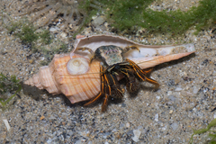 Clibanarius infraspinatus