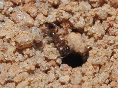 Pheidole bicarinata